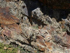 Erigeron reductus reductus