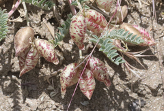 Astragalus lentiginosus antonius