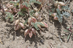 Astragalus lentiginosus antonius