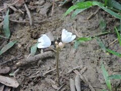 Didymoplexis pallens