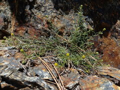 Erigeron reductus reductus