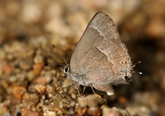 Satyrium tetra