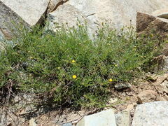 Erigeron reductus reductus