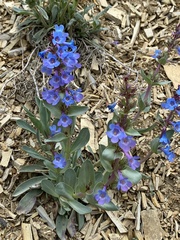 Penstemon nitidus