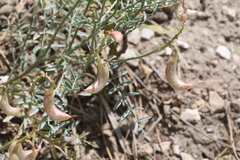 Astragalus bicristatus
