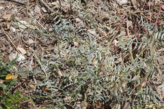 Astragalus bicristatus