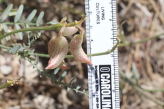 Astragalus bicristatus