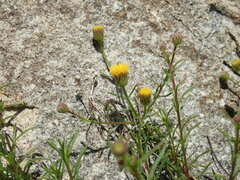 Erigeron reductus reductus