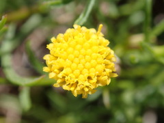 Erigeron reductus reductus