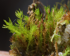 Takakia ceratophylla