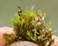 Takakia ceratophylla