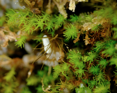 Takakia ceratophylla