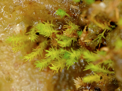 Takakia ceratophylla