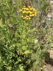Tanacetum vulgare