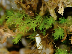 Takakia ceratophylla