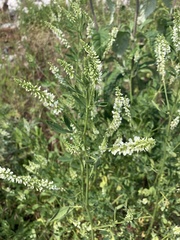 Melilotus albus