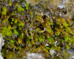 Takakia ceratophylla