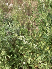 Melilotus albus