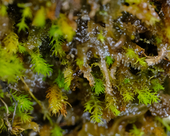 Takakia ceratophylla