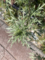 Ambrosia chamissonis
