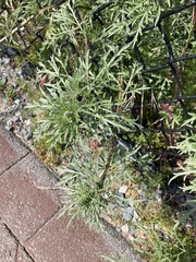 Ambrosia chamissonis