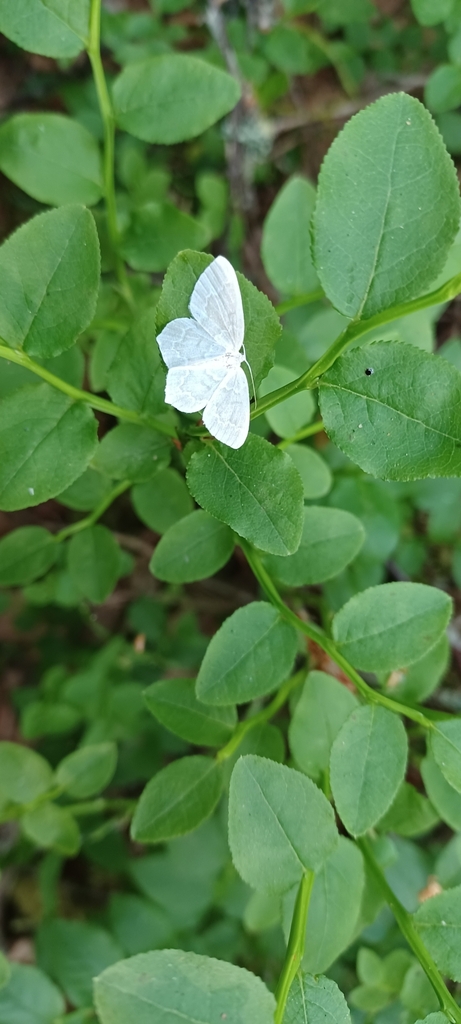 bilberry emerald