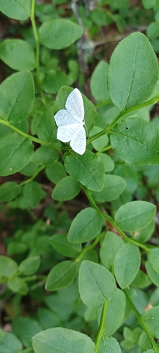 bilberry emerald