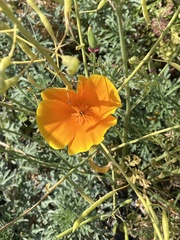 Eschscholzia californica