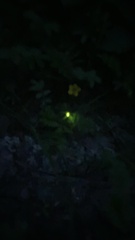 Lamprohiza splendidula