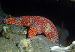 Asterodiscides truncatus