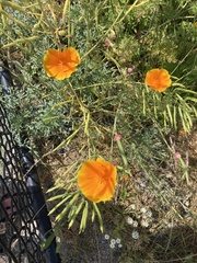 Eschscholzia californica