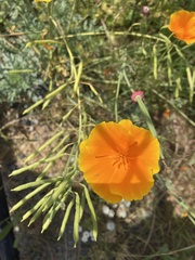 Eschscholzia californica