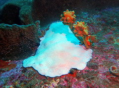 Coscinaraea mcneilli