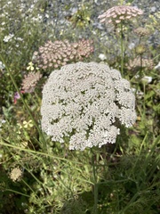 Daucus carota