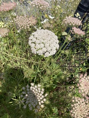 Daucus carota