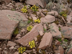 Draba jorullensis