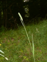 Phleum pratense nodosum