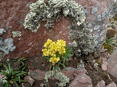 Draba jorullensis