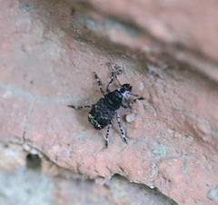 Tropideres albirostris