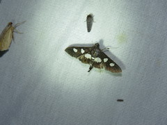 Desmia maculalis