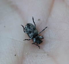 Tropideres albirostris