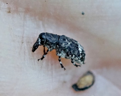 Tropideres albirostris