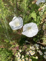 Calystegia silvatica