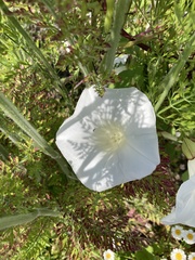 Calystegia silvatica