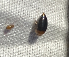 Hydrocanthus atripennis