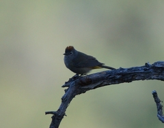 Leiothlypis crissalis