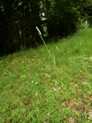 Phleum pratense nodosum