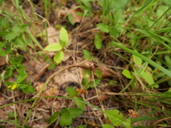 Phleum pratense nodosum