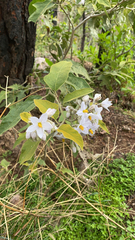 Solanum