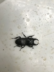 Aegus laevicollis formosae